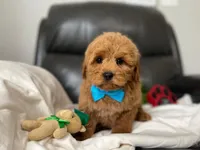 Roger, a male Miniature Goldendoodle for sale in Goshen, IN – Photo 5 of 5