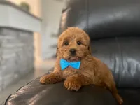 Roger, a male Miniature Goldendoodle for sale in Goshen, IN – Photo 1 of 5