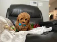 Roger, a male Miniature Goldendoodle for sale in Goshen, IN – Photo 3 of 5