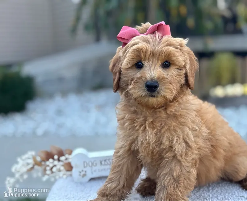 Bella  – Miniature Goldendoodle puppy for sale in Goshen, IN