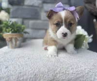 Luna , a female Pembroke Welsh Corgi for sale in Goshen, IN – 4 of 4