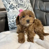 Monica, a female Miniature Goldendoodle for sale in Goshen, IN – Photo 1 of 6