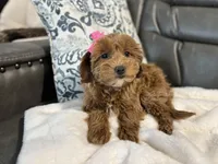 Monica, a female Miniature Goldendoodle for sale in Goshen, IN – Photo 1 of 6