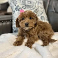 Monica, a female Miniature Goldendoodle for sale in Goshen, IN – Photo 5 of 6