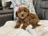 Monica, a female Miniature Goldendoodle for sale in Goshen, IN – Photo 5 of 6