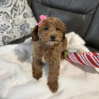 Monica, a female Miniature Goldendoodle for sale in Goshen, IN – Photo 2 of 6