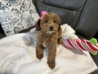 Monica, a female Miniature Goldendoodle for sale in Goshen, IN – Photo 2 of 6