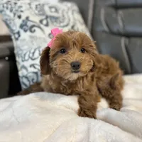 Monica, a female Miniature Goldendoodle for sale in Goshen, IN – Photo 4 of 6