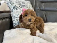 Monica, a female Miniature Goldendoodle for sale in Goshen, IN – Photo 4 of 6