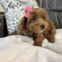 Monica, a female Miniature Goldendoodle for sale in Goshen, IN – Photo 3 of 6