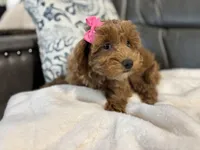Monica, a female Miniature Goldendoodle for sale in Goshen, IN – Photo 3 of 6