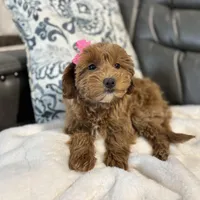 Monica, a female Miniature Goldendoodle for sale in Goshen, IN – Photo 6 of 6