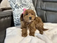 Monica, a female Miniature Goldendoodle for sale in Goshen, IN – Photo 6 of 6