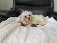Leah , a female Shihpoo for sale in Goshen, IN – 4 of 4