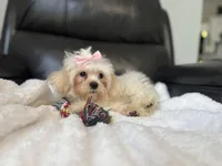 Leah , a female Shihpoo for sale in Goshen, IN – 2 of 4