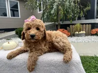 Abby , a female Miniature Goldendoodle for sale in Goshen, IN – 5 of 7