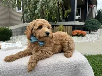 Abner , a male Miniature Goldendoodle for sale in Goshen, IN – 6 of 8