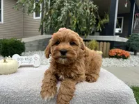 Allie , a female Miniature Goldendoodle for sale in Goshen, IN – 6 of 6