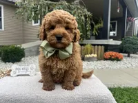 Charlies, a male Miniature Goldendoodle for sale in Goshen, IN – 6 of 8