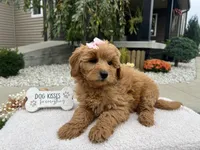 Bella , a female Miniature Goldendoodle for sale in Goshen, IN – 8 of 8