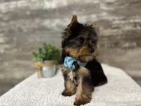 Simon, a male Yorkshire Terrier for sale in Goshen, IN – 4 of 4