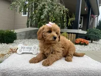 Bella , a female Miniature Goldendoodle for sale in Goshen, IN – 4 of 8