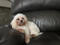 Leah , a female Shihpoo for sale in Goshen, IN – 10 of 10