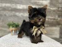 Peter , a male Yorkshire Terrier for sale in Goshen, IN – 3 of 4