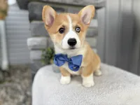 Liam, a male Pembroke Welsh Corgi for sale in Goshen, IN – 3 of 4