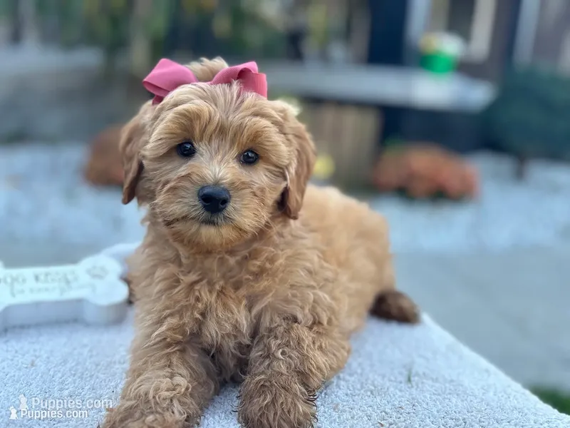 Bella  – Miniature Goldendoodle puppy for sale in Goshen, IN