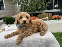 Abner , a male Miniature Goldendoodle for sale in Goshen, IN – 8 of 8