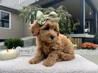 Anna, a female Miniature Goldendoodle for sale in Goshen, IN – 2 of 7