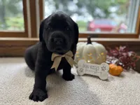 Mac , a male Labrador Retriever for sale in Goshen, IN – 2 of 4
