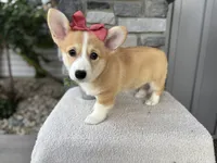 Luna , a female Pembroke Welsh Corgi for sale in Goshen, IN – 5 of 6