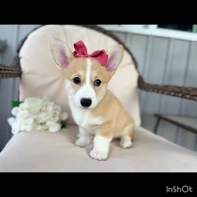 Luna , a female Pembroke Welsh Corgi for sale in Goshen, IN – 6 of 6