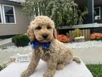 Bentley , a female Miniature Goldendoodle for sale in Goshen, IN – 1 of 6
