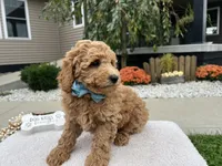 Abner , a male Miniature Goldendoodle for sale in Goshen, IN – 4 of 8