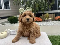 Anna, a female Miniature Goldendoodle for sale in Goshen, IN – 7 of 7