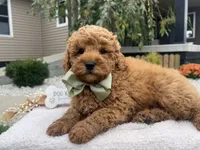 Charlies, a male Miniature Goldendoodle for sale in Goshen, IN – 1 of 8