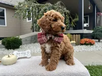 Asher , a male Miniature Goldendoodle for sale in Goshen, IN – 4 of 10