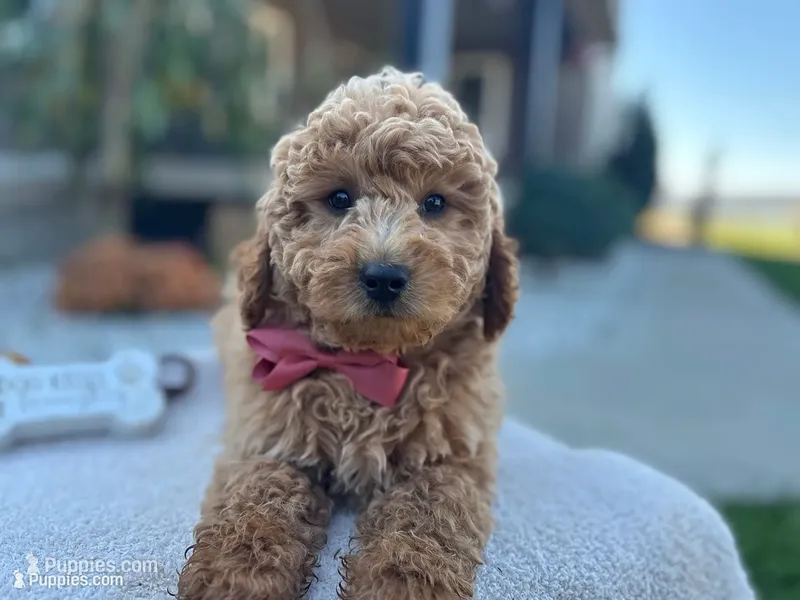 Clifford  – Miniature Goldendoodle puppy for sale in Goshen, IN