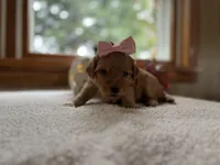 Nala , a female Miniature Goldendoodle for sale in Goshen, IN – 2 of 6