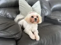 Leah , a female Shihpoo for sale in Goshen, IN – 7 of 10