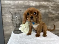 Winston , a male Cavalier King Charles Spaniel for sale in Goshen, IN – 7 of 7