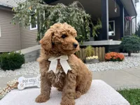 Bobby , a female Miniature Goldendoodle for sale in Goshen, IN – 3 of 7