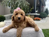 Abby , a female Miniature Goldendoodle for sale in Goshen, IN – 4 of 7