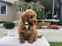 Charlies, a male Miniature Goldendoodle for sale in Goshen, IN – 7 of 8