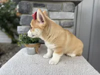 Luna , a female Pembroke Welsh Corgi for sale in Goshen, IN – 4 of 6