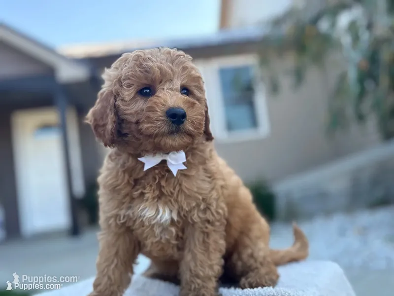 Bobby  – Miniature Goldendoodle puppy for sale in Goshen, IN