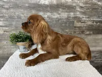 Winston , a male Cavalier King Charles Spaniel for sale in Goshen, IN – 8 of 10
